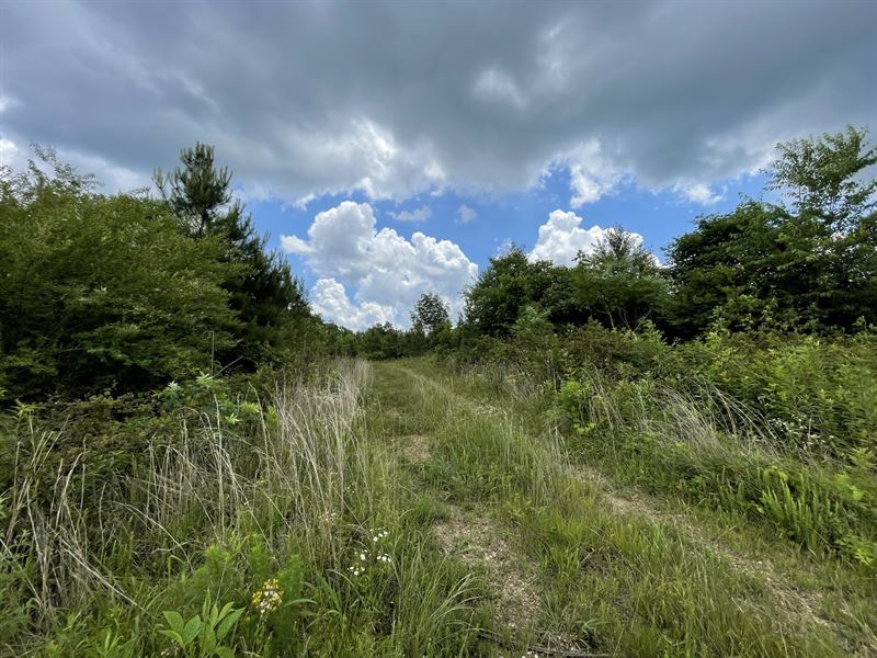 Gorgeous Rolling Timberland : Hohenwald : Lewis County : Tennessee