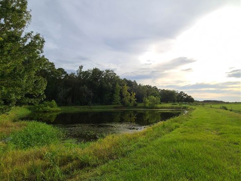 Beautiful Cattle Farm with Pond : Opp : Covington County : Alabama