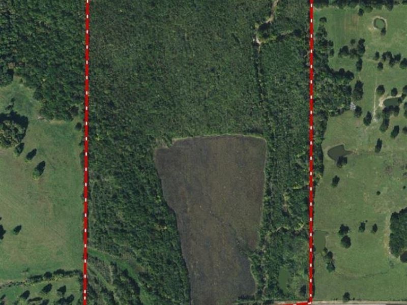 Wooded Acreage with Creek : Paris : Lamar County : Texas