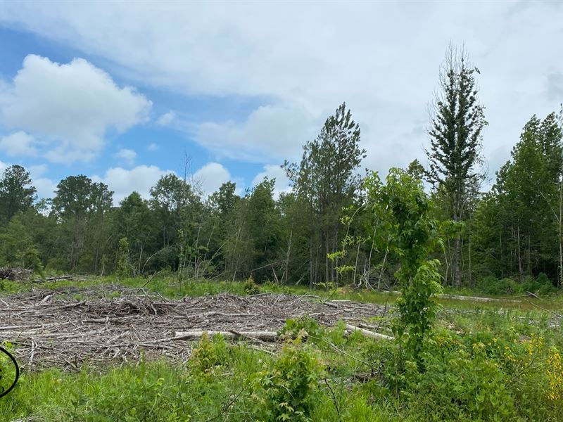 Milton Branch Tract : Marion Junction : Dallas County : Alabama