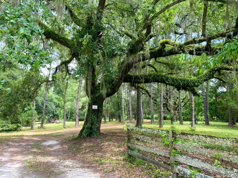Lush 58 Acre Property with Roads : Perry : Taylor County : Florida