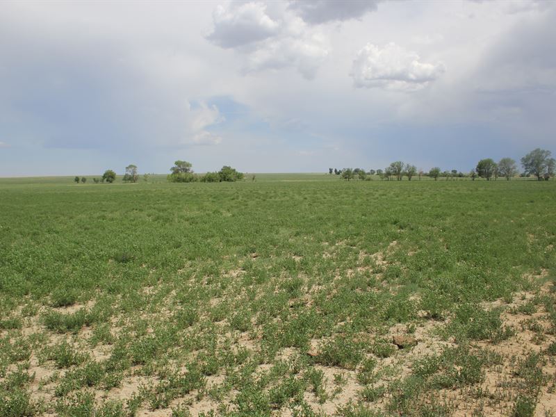 491 Acres on French Track : Springer : Colfax County : New Mexico