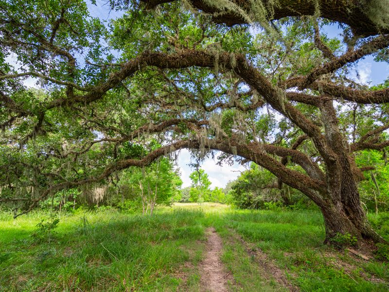 River Bottom Ranch : Damon : Brazoria County : Texas