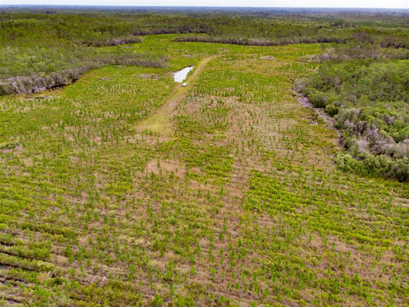 125 Ac Liberty Farms 3 Timberland : Telogia : Liberty County : Florida