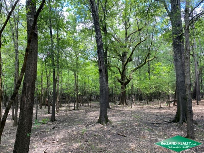 204.5 Ac, Timberland and Hunting : Effie : Rapides Parish : Louisiana