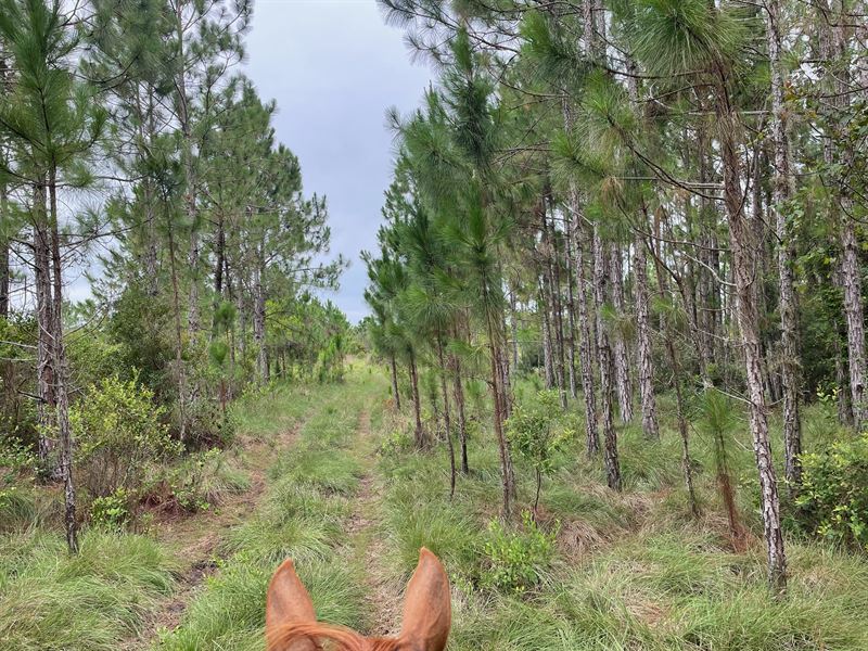 60 Acres The Heartland of Florida : Sebring : Highlands County : Florida