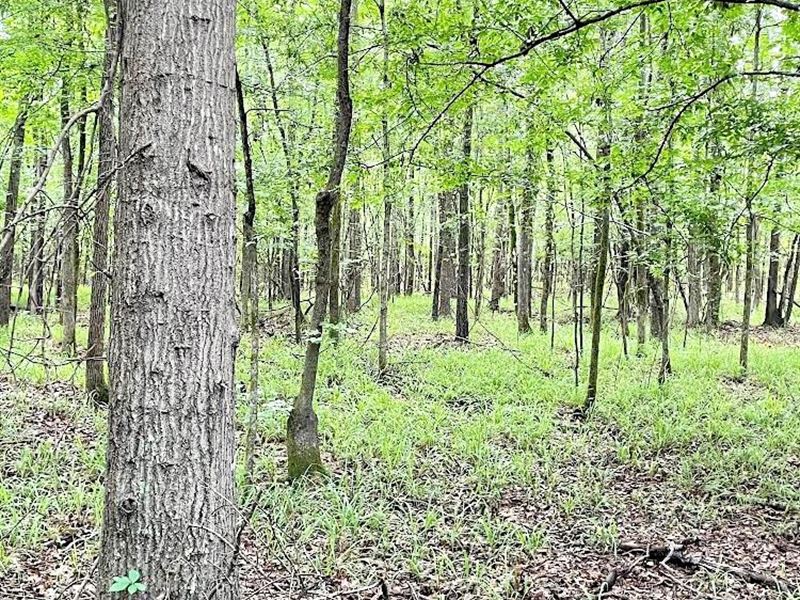 Folendore Road : Gray : Jones County : Georgia