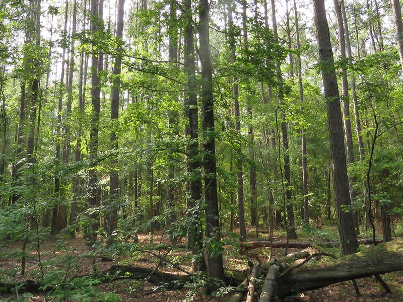 Madison I-10 Timber Tract : Madison : Madison County : Florida