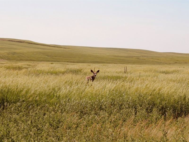 Keith County Crp and Drycrop Quarte : Big Springs : Keith County : Nebraska