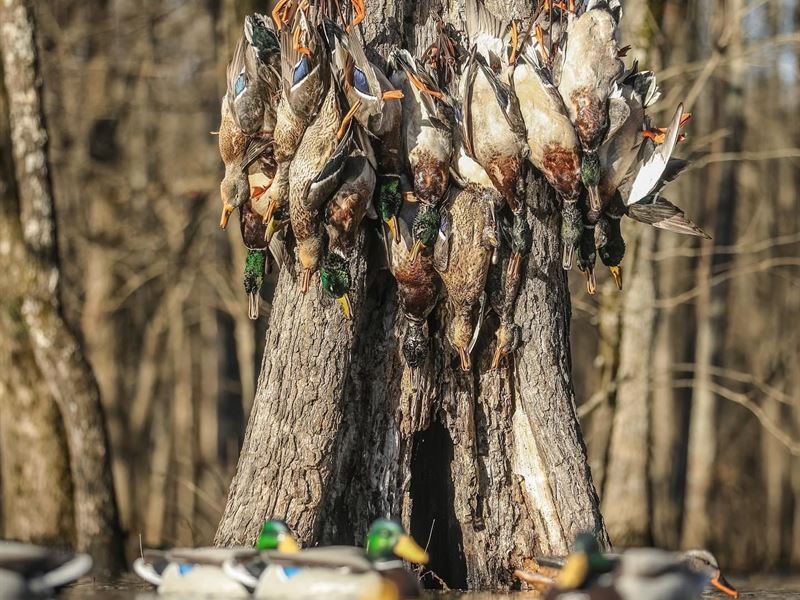 Strait Lake Duck Lodge Equity Membe : Pumpkin Bend : Woodruff County : Arkansas
