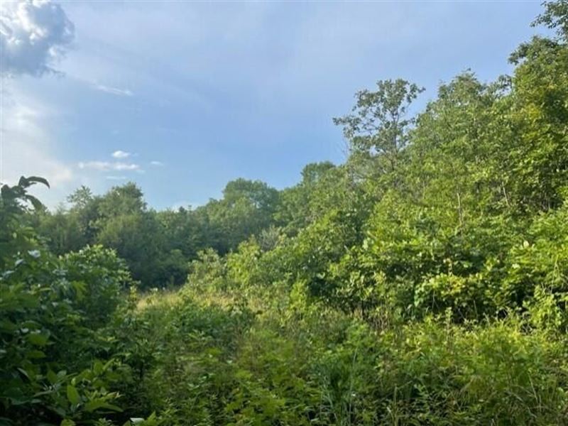 Private Wooded Vacant Land : Norwood : Wright County : Missouri