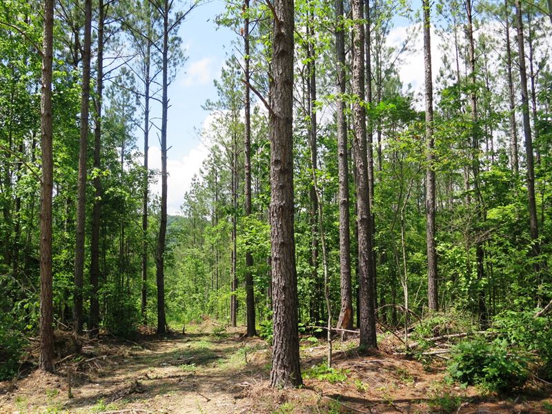 46.05 Acre Recreational Tract : Oneonta : Blount County : Alabama
