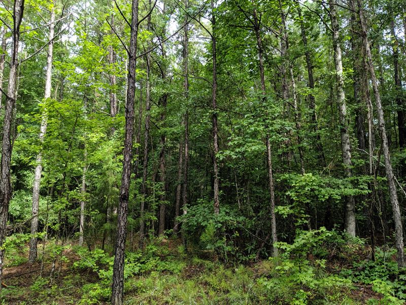 Large Timberland Tract in Lizella : Lizella : Bibb County : Georgia