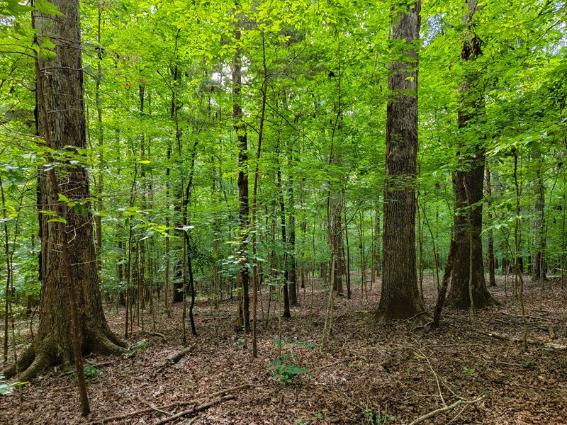 38.4 Acres Henderson County : Lexington : Henderson County : Tennessee