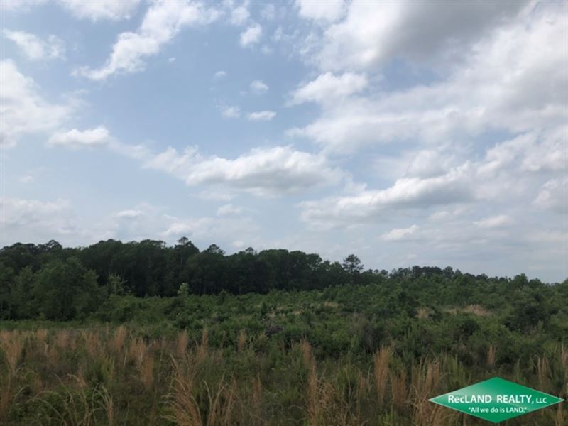 24 Ac, Young Pine Plantation : Anacoco : Vernon Parish : Louisiana