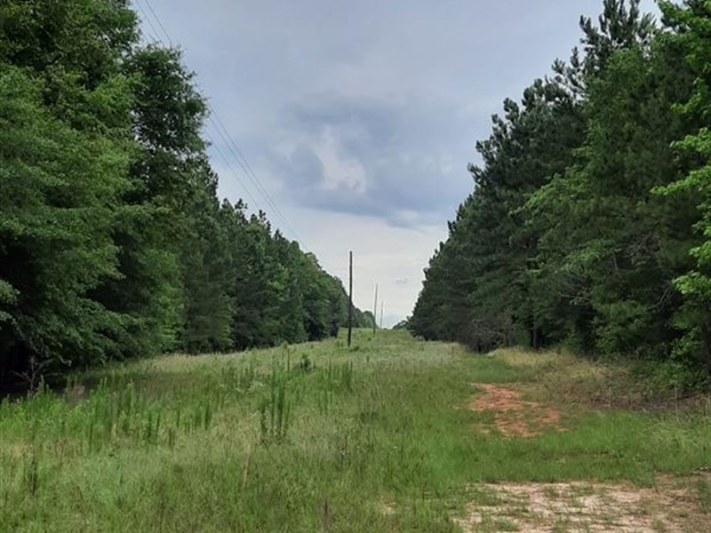 Beautiful, Big Woods, 60 Ac, Creek : Gray : Jones County : Georgia