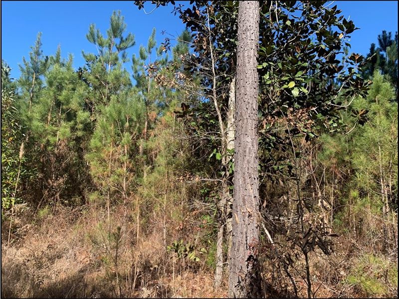 102 Acres in Newton County in Littl : Little Rock : Newton County : Mississippi
