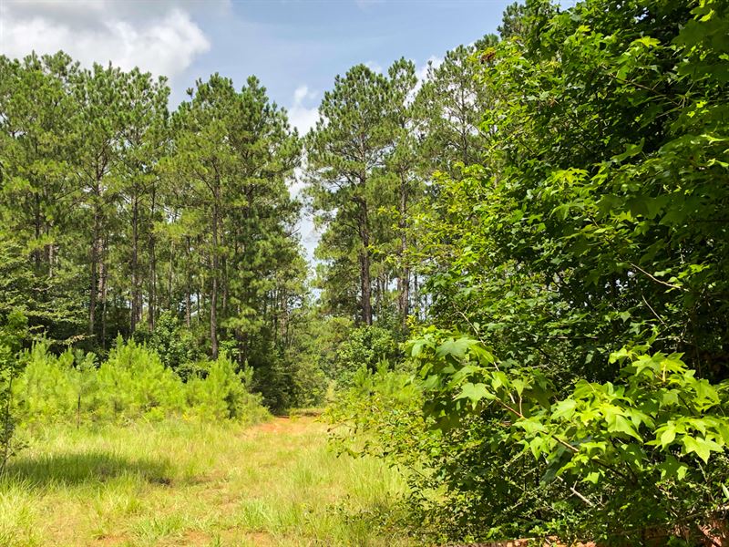 431 Acres Rocky Springs : Colmesneil : Tyler County : Texas