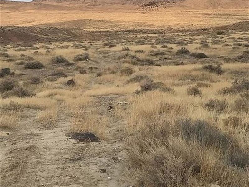 I'm so Into You, 43 Acres : Pershing : Pershing County : Nevada