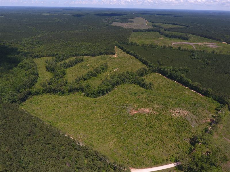 Robinson Road Tract : Chappells : Saluda County : South Carolina
