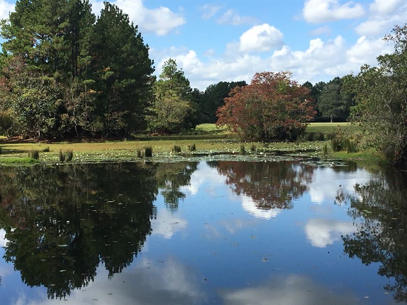285 Acres Coley Creek Ranch : Shepherd : San Jacinto County : Texas