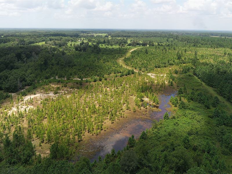 Orange Heights Hunting and Timber : Orange Heights : Alachua County : Florida