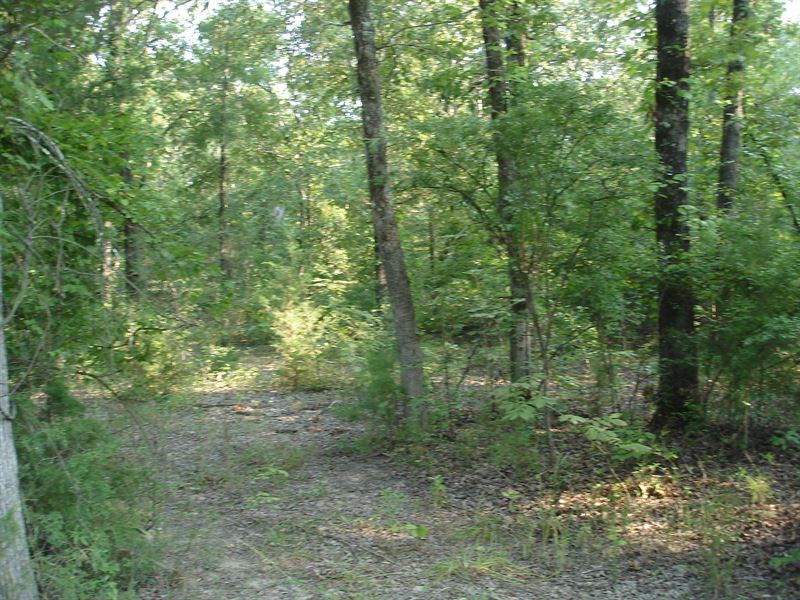 Recreational Land for Sale : Detroit : Red River County : Texas