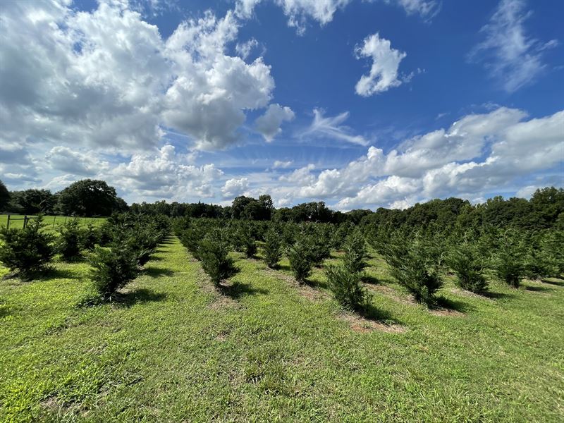 Greenbriar Christmas Tree Farm 2 : Bishop : Oconee County : Georgia