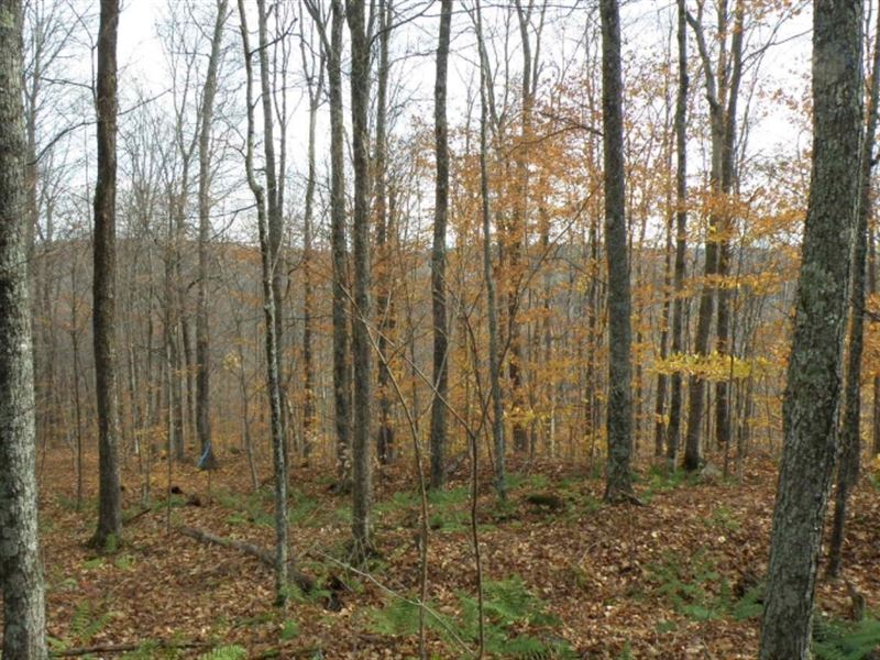 Route 113 Forest : West Fairlee : Orange County : Vermont