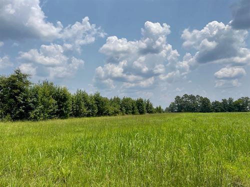 Lake Oconee Pasture : Buckhead : Morgan County : Georgia