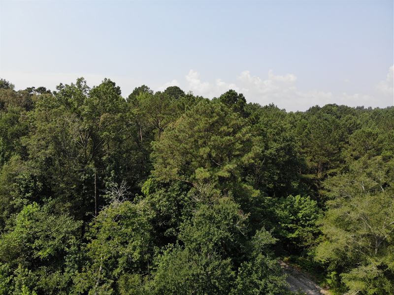 Eightmile Tract 90 Acres : Hanceville : Cullman County : Alabama