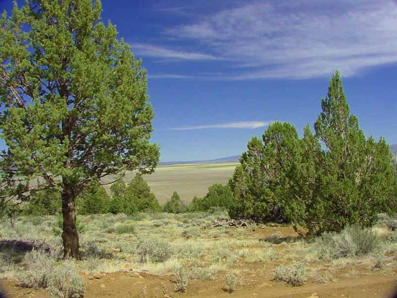 N California, The Foothills, Treed : Madeline : Lassen County : California