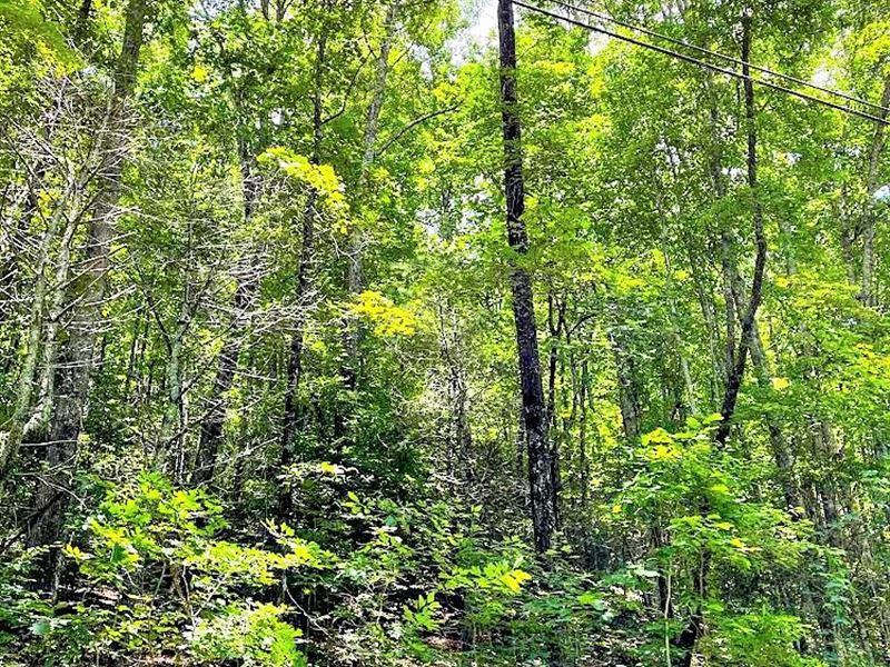 Blue Ridge Gap Road : Rabun Gap : Rabun County : Georgia