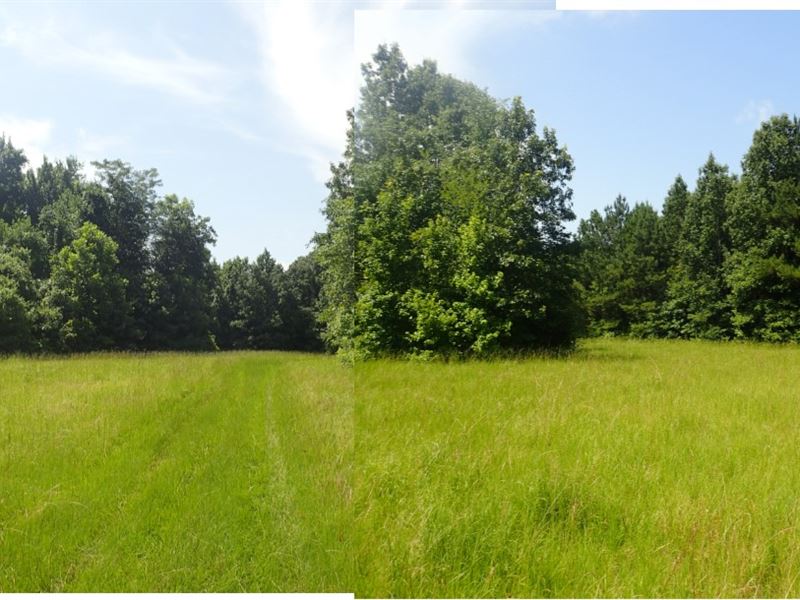 99.5 Acres, Hunting and Timber : Batesville : Panola County : Mississippi