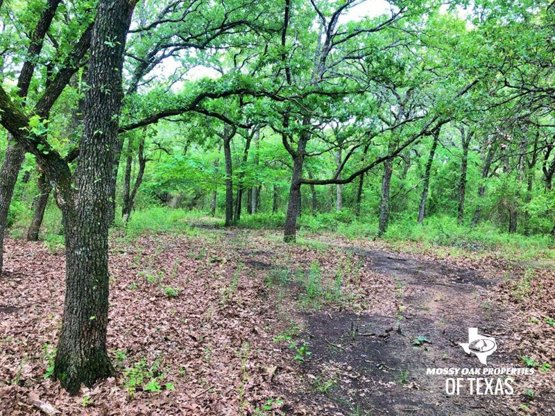 Hunting / Recreational Land for Sal : Forestburg : Montague County : Texas