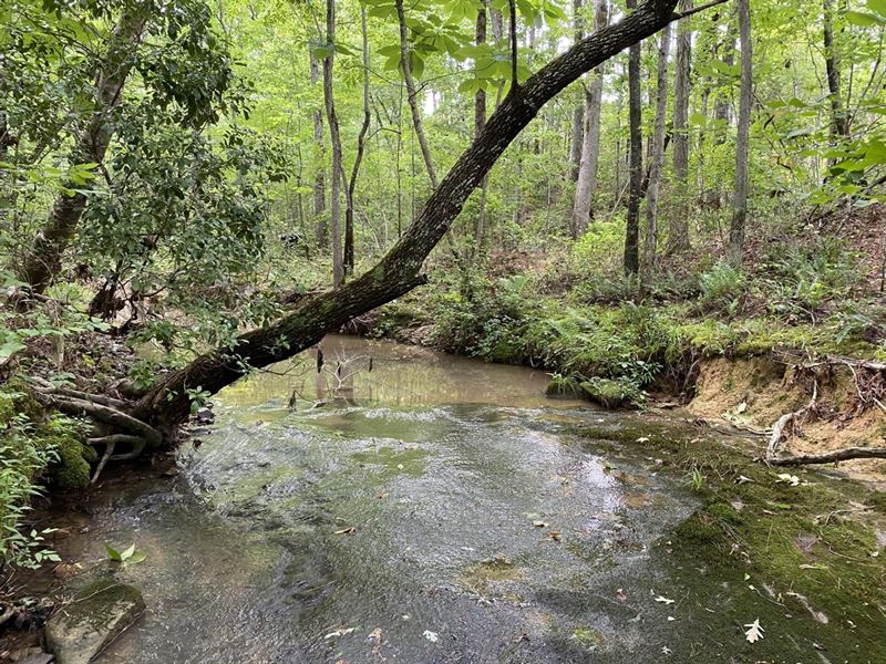 211 Acres of Great Hunting : Brilliant : Marion County : Alabama