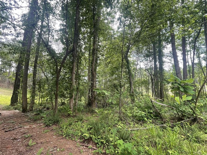 New Pine Tract : Haleyville : Marion County : Alabama