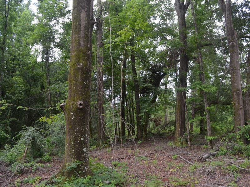 25 Acres in Macon County, Alabama : Tuskegee : Macon County : Alabama