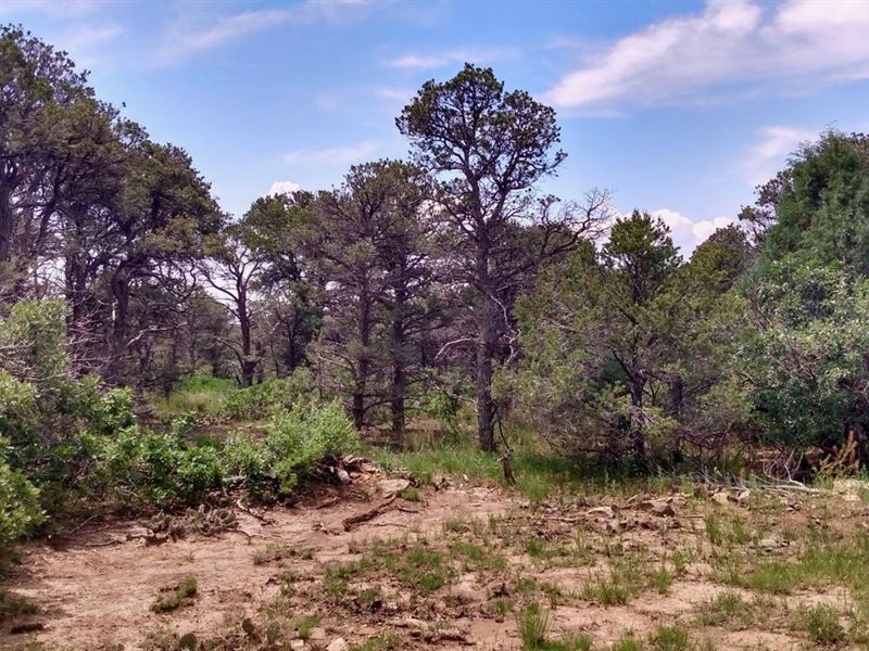 Picketwire Ranch : Trinidad : Las Animas County : Colorado