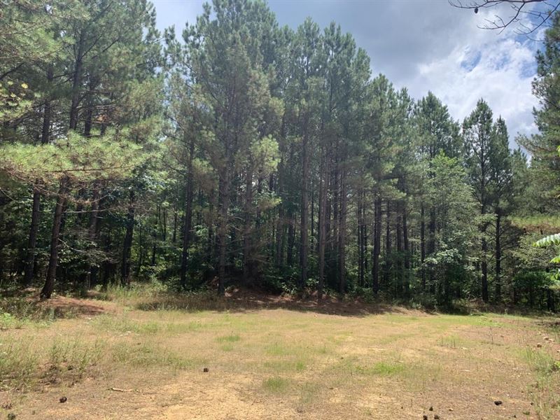 112 Acre Hunting and Recreational : Lyles : Hickman County : Tennessee