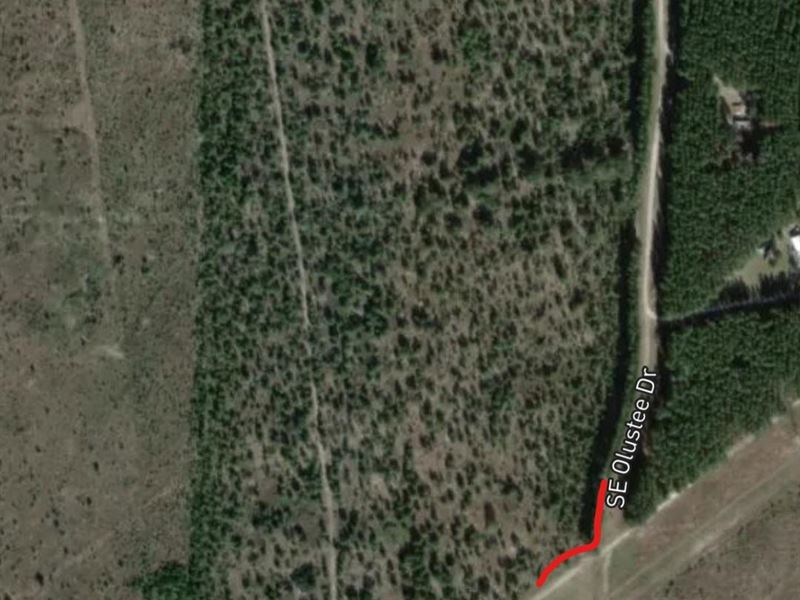 Hunt or Homestead : Lee : Madison County : Florida