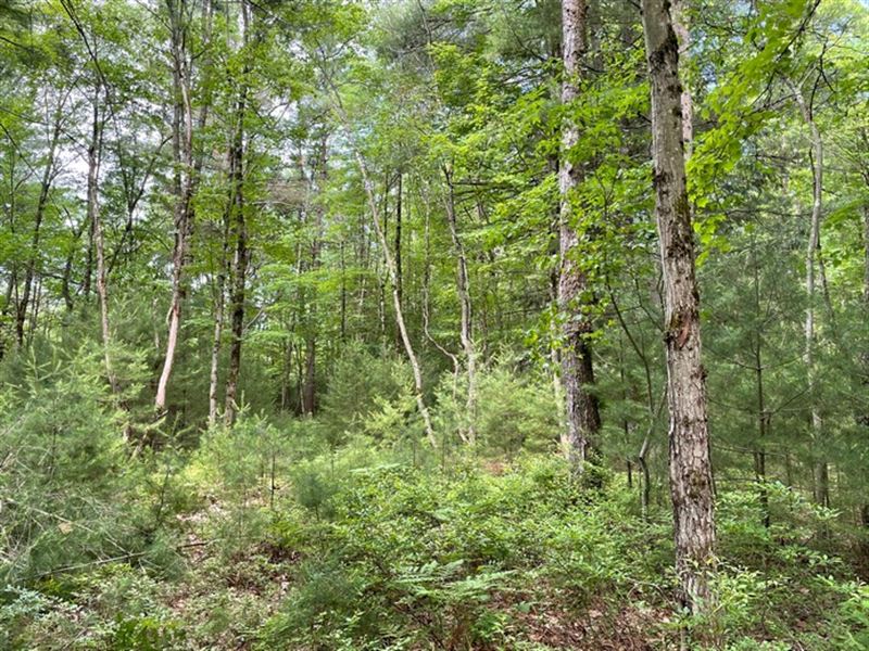 Hunting Land Near Oneida Lake : Vienna : Oneida County : New York