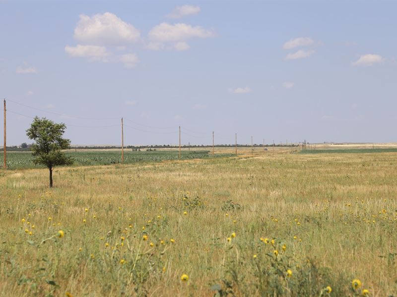 Foster Dryland / Crp : Cope : Washington County : Colorado