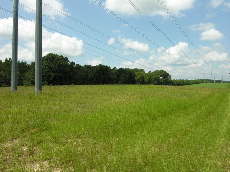 173 Acres Wooded, Creek : Waynesboro : Burke County : Georgia