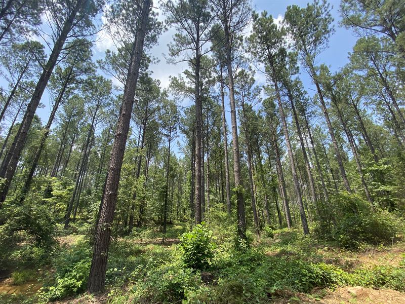 Excellent Timber Tract for Sale : Dadeville : Tallapoosa County : Alabama