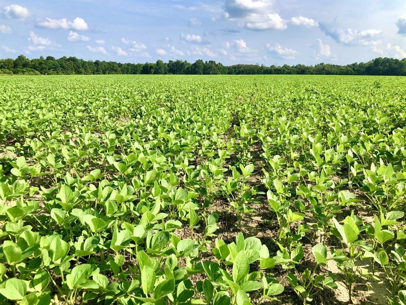 Home-Site, Fields & Wooded : Elko : Houston County : Georgia