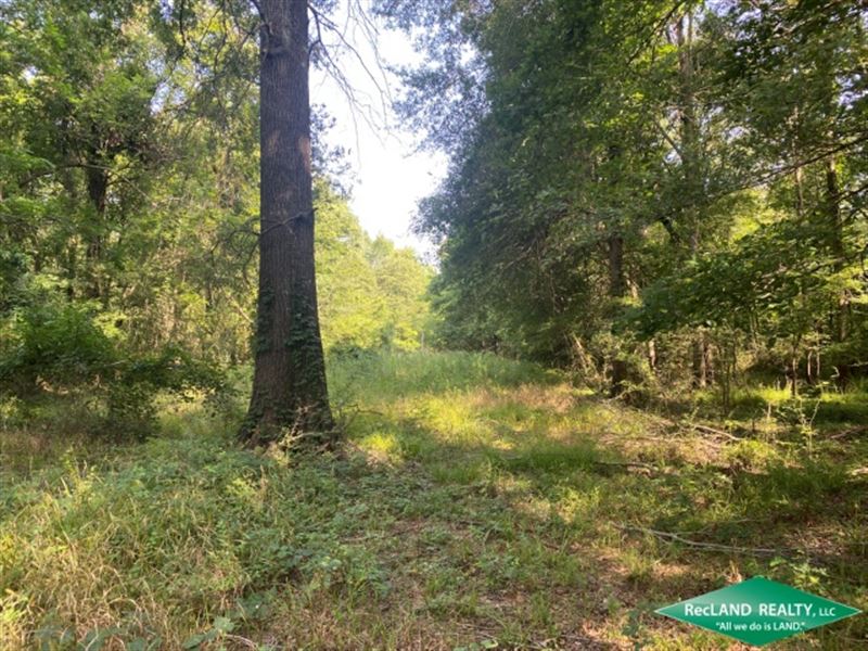 145 Ac, Bottomland Hunting Tract : Columbia : Caldwell Parish : Louisiana