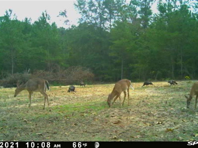 Macon County Pines and Hardwoods : Garden Valley : Macon County : Georgia