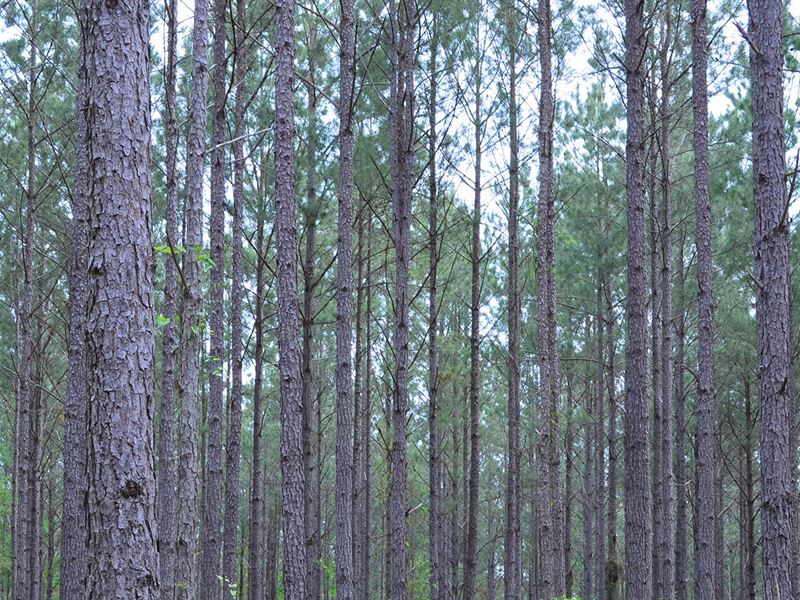 Lake District Woodlands Tract 2 : Shady Dale : Jasper County : Georgia