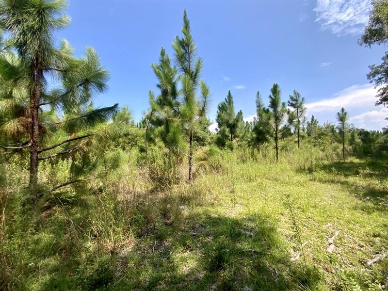Hickory Grove 21.33 : Pinetta : Madison County : Florida